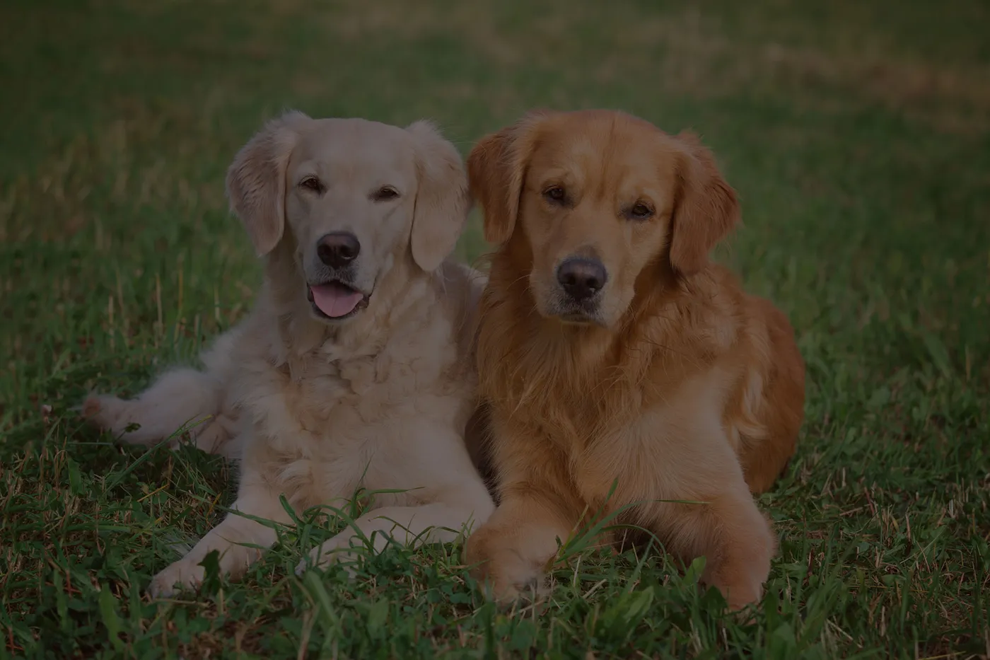 Two golden retrievers resting in the grass