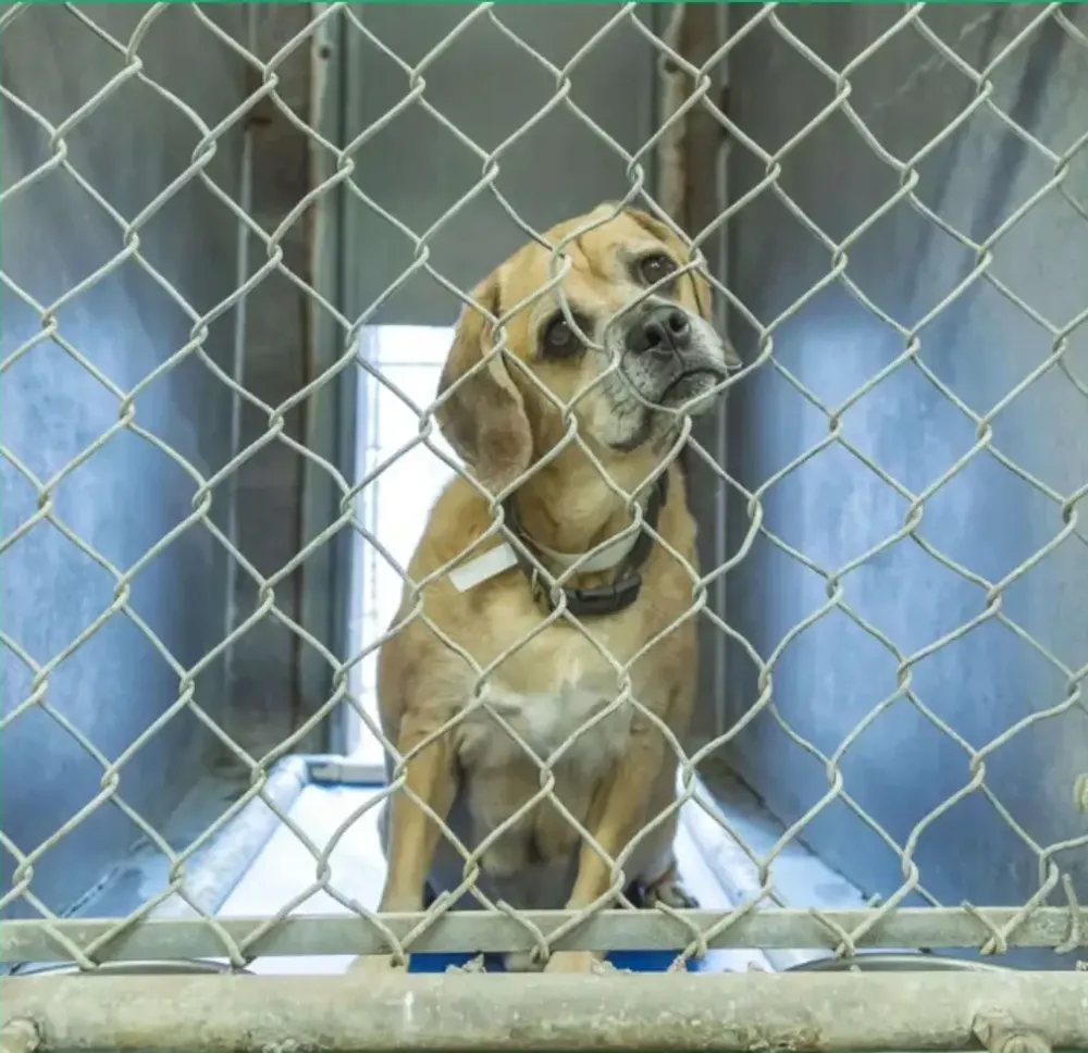 Beagle mix waiting behind a kennel gate
