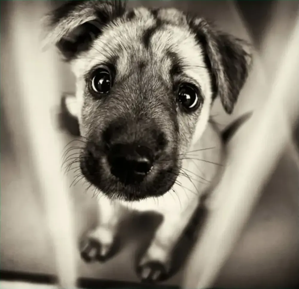 Small dog in a shelter kennel