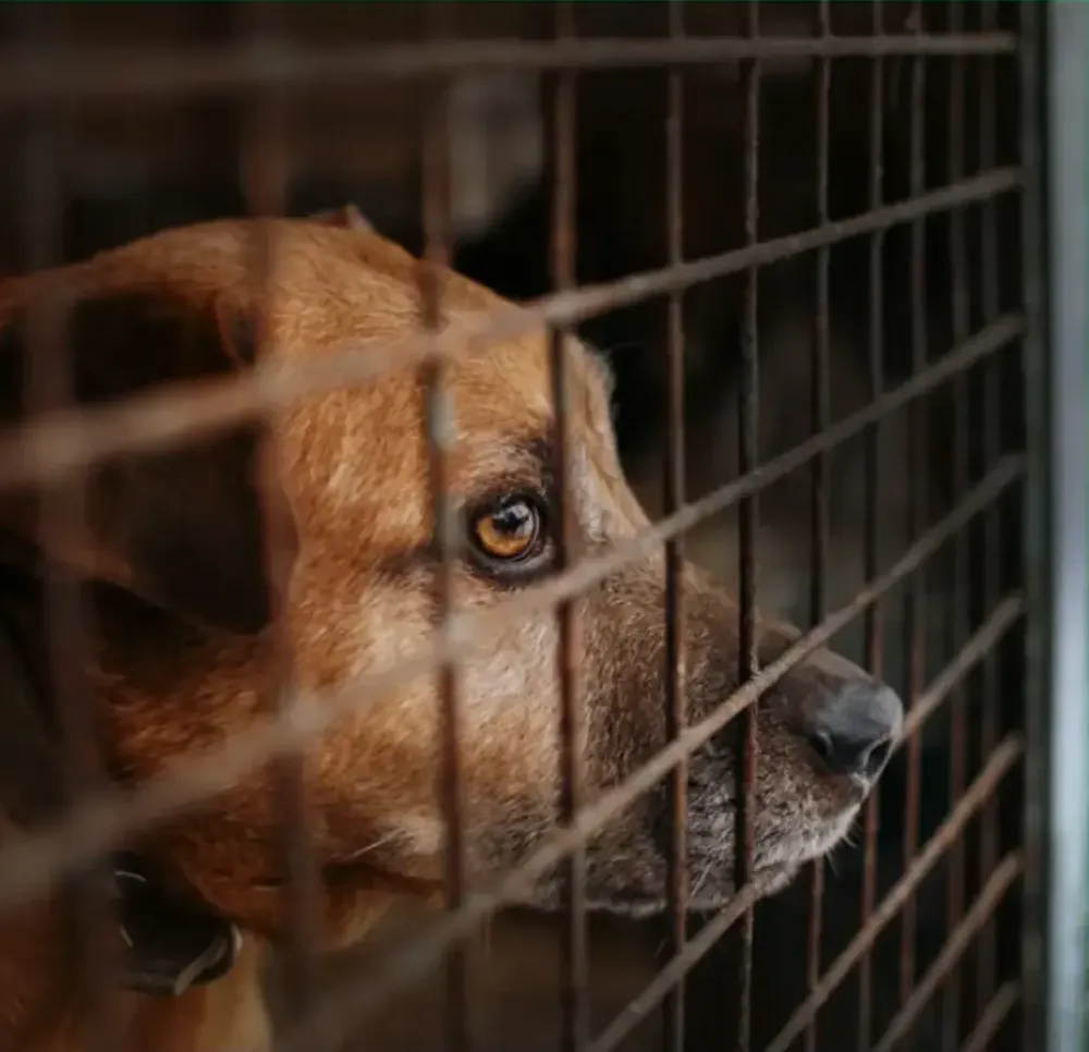 Shelter dog waiting for adoption